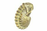 Wide, Enrolled Flexicalymene Trilobite - Indiana #287766-2